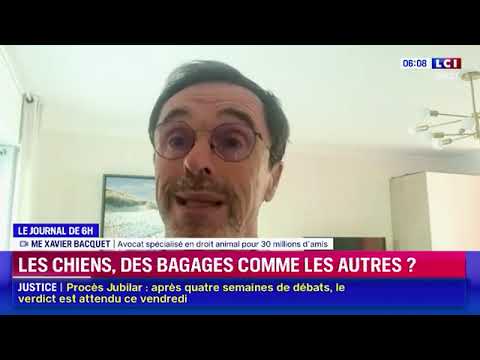 Arrêt CJUE Felicísima c/ Iberia : un animal de compagnie peut-il être considéré comme un bagage ? 3 hqdefault