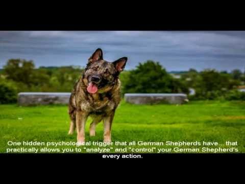 German Shepherd Health Guide