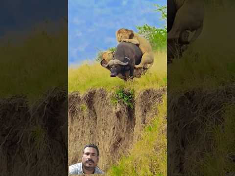 মহিষটি আজ বুদ্ধির সাহস এবং শক্তি দ্বারা রক্ষা পেল