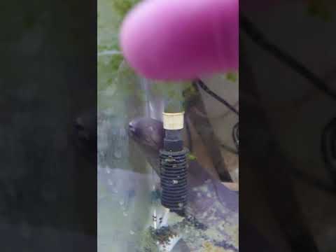 レピドシレンパラドクサ - 定義