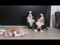 Bernese Mountain Dog dogs for sale: HANNAH - Video 1