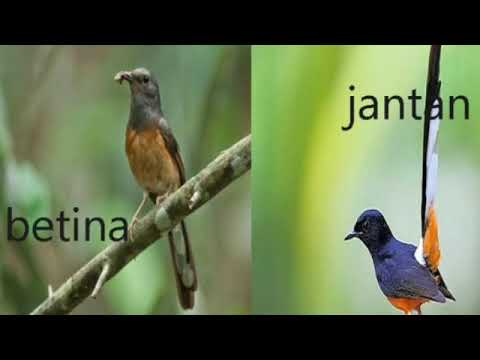 Jantan Novyj Trend Smotret Onlajn Na Sajte Trendovi Ru