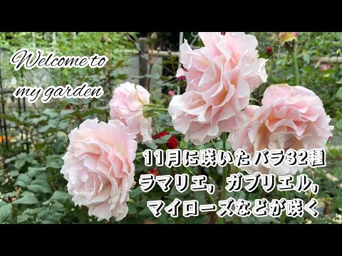 園芸 マルチフローラのバラの茂み