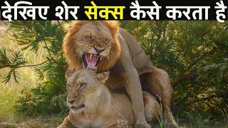देखिए शेर संबंध कैसे बनाते हैं ,दिमाग चकरा जाएगा | The Secret Life of  Lion | Lion ,Wildlife