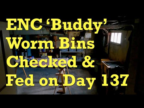 Damp Euro bins get 12th feeding after a 13 day interval - worm farm vermicompost