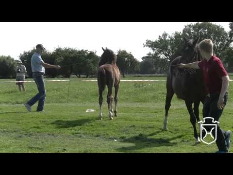 IZ128 Stutfohlen von Sandro Boy   Quintero   Caretino