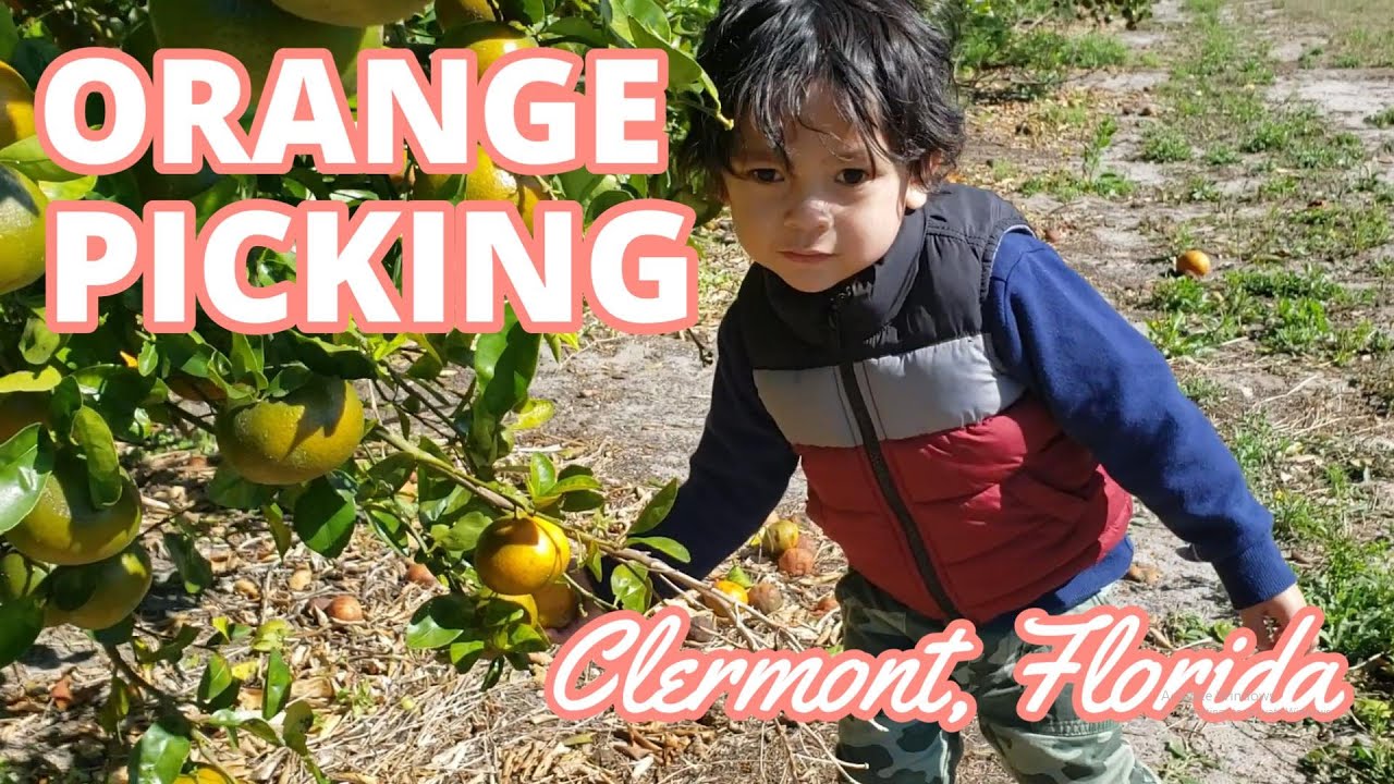 🍊 2022 ORANGE Picking in Clermont, Florida/ WALKING TOUR of a Citrus Farm