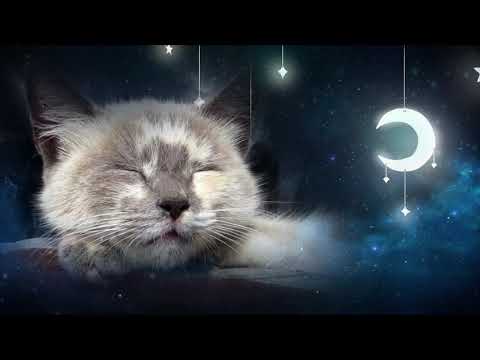 Relaxing Lullaby for Cat and Kitten 🐱💤 (with Cat purring sounds) - CAT MUSIC - 1 HOUR