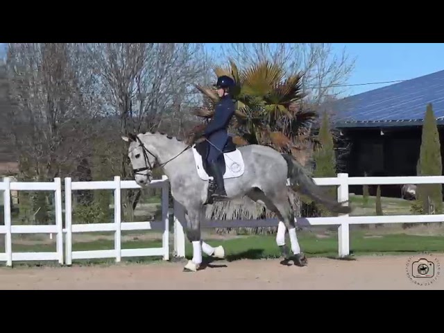 Ruin Lusitano Te koop 2021 Schimmel ,  Aslan du Fesquet