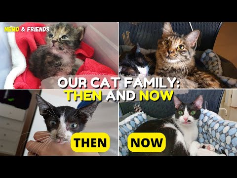 THEN and NOW! - Our Rescue Cat Family