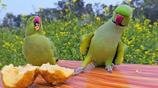 Funny Parrot Talking and Eating Guava