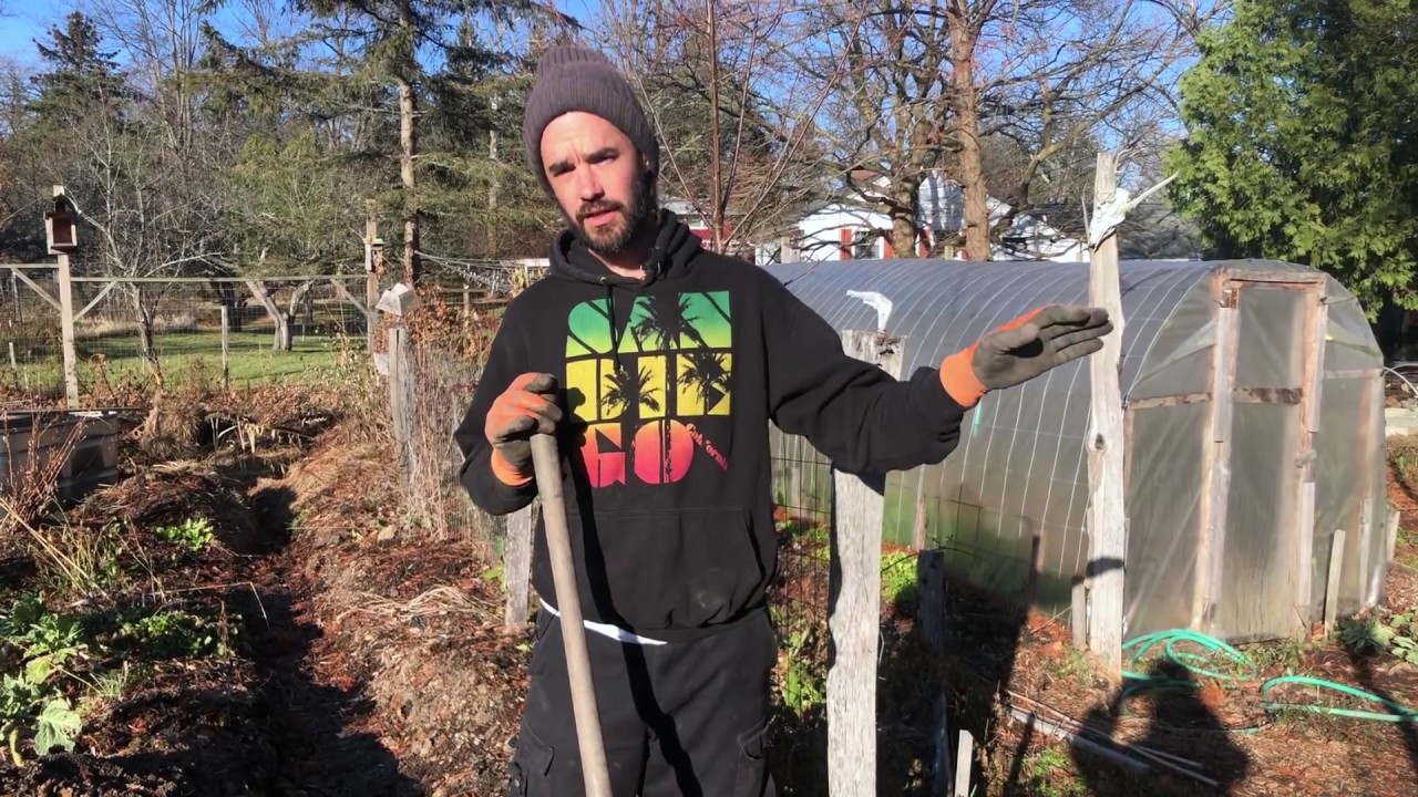 Sawdust: Wonderful Mulch! (with some considerations...)