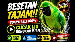 Download lagu MASTERAN CUCAK IJO BESETAN TAJAM‼️ SUARA ASLI 100% • MUDAH DITIRU • AUDIO JERNIH#masterancucakhijau  mp3