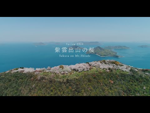 紫雲出山の桜
