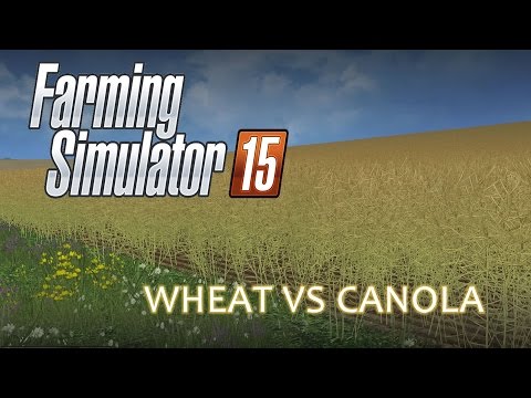 WHEAT VS CANOLA - Farming Simulator 15