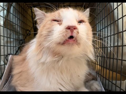 Feral or friendly? Rescuing a sick street cat