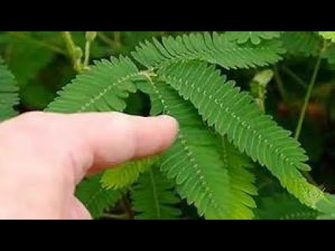 THE SHY PLANT Mimosa pudica / MORIVIVI Spanish