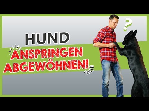 Hund anspringen abgewöhnen | So klappt es sofort !