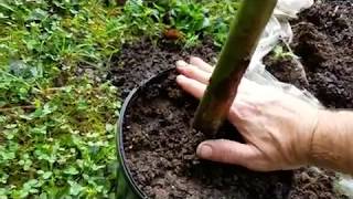 Potting a baby banana tree