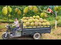 REWIND TIMALAPSE 450 Days Harvest Lots Of Jackfruit Cassava Chicken Go To Market Sell