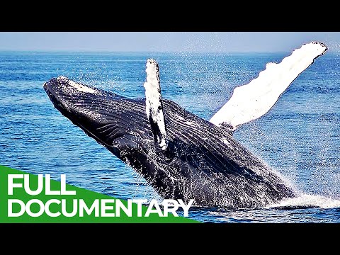 The Battle for Whales