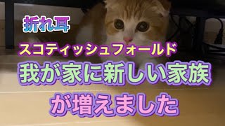 【新しい家族が増えました】スコティッシュフォールドの子猫が仲間入り