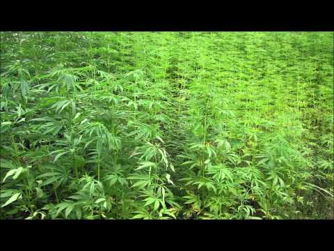 Ras Matthew - Sweet Highgrade, Sweet Indica