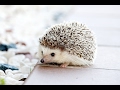 Cute And Funny Hedgehog Videos Compilation 2017 - Funny Animals