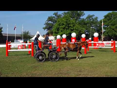 Fahrturnier Ostenfelde 21.8.2022