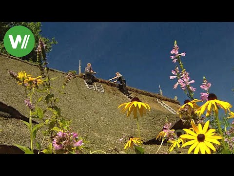 Lüneburg Heath - between sheep and thatched roofs | Country Dreams (Episode 3/37)