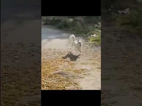 ❤️❤️❤️❤️❤️ #doglover