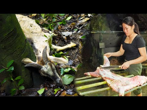Full-video: 6 Days Solo Bushcraft - Unpleasant challenge in the rainforest