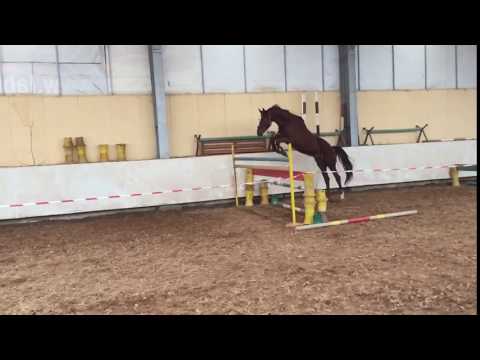 Trakehner mare Edel Princes by Preussenprinz
