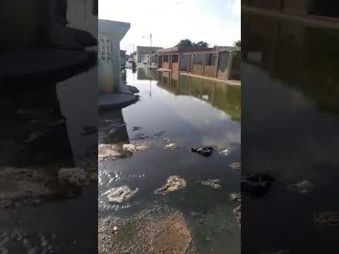 Entre moscas, zancudos y aguas negras tienen un mes viviendo en una comunidad de Falcón