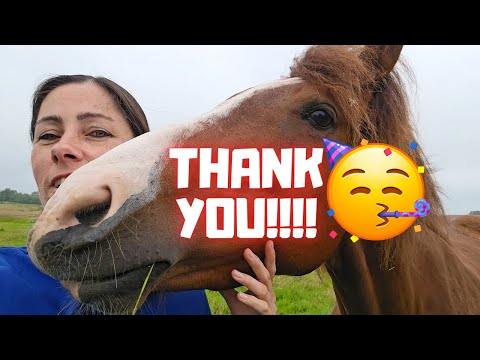 It's my birthday today! Here's a nice surprise! | Friesian Horses