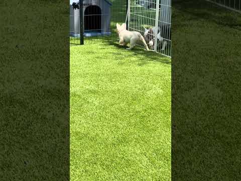 Video 2