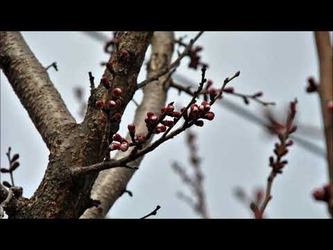 Buđenje ranog proleća - Bajaga i Instruktori (U Fokusu)