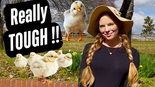 🐔THE REALITY OF TRYING TO BUY CHICKS AT TRACTOR SUPPLY 2025 (SECRET Strategy)
