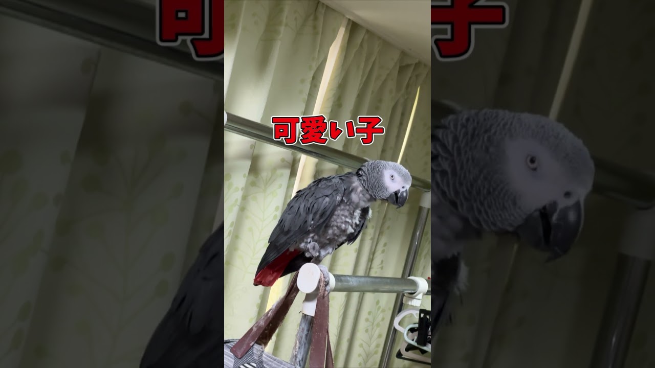 久しぶりのバータボウ！ #parrot #ヨウムのるいちゃん #birds