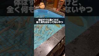 考えるより先に動くタイプ　#フグ #大阪グルメ #河豚