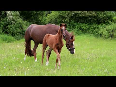 SF v. Vitalis x D´Lor