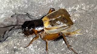 Download lagu Suara Jangkrik bagus Untuk Terapi dan Masteran Burung Murai Batu mp3