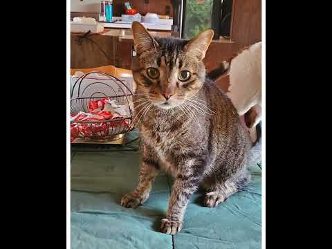 Crystal the Pet Nanny. LLC video.