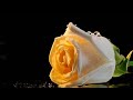 Beautiful Flowers Images Beautiful Yellow Rose Flowers Rose Pictures Mobilewallpaper Rose Flower