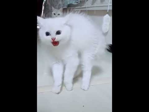 funniest animal videos of 2022 - funny golden retriever btdogs and cutest golden puppies  V.18479 #