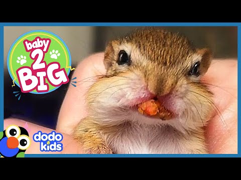 Three Tiny Chipmunks Stuff Their Faces And Grow Up Huge | Baby 2 Big | Dodo Kids