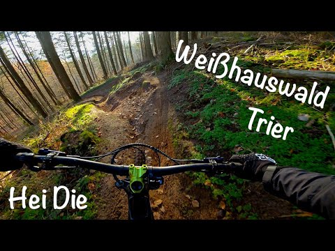 Weißhauswald Trier - Hei Die - Dezember 2022