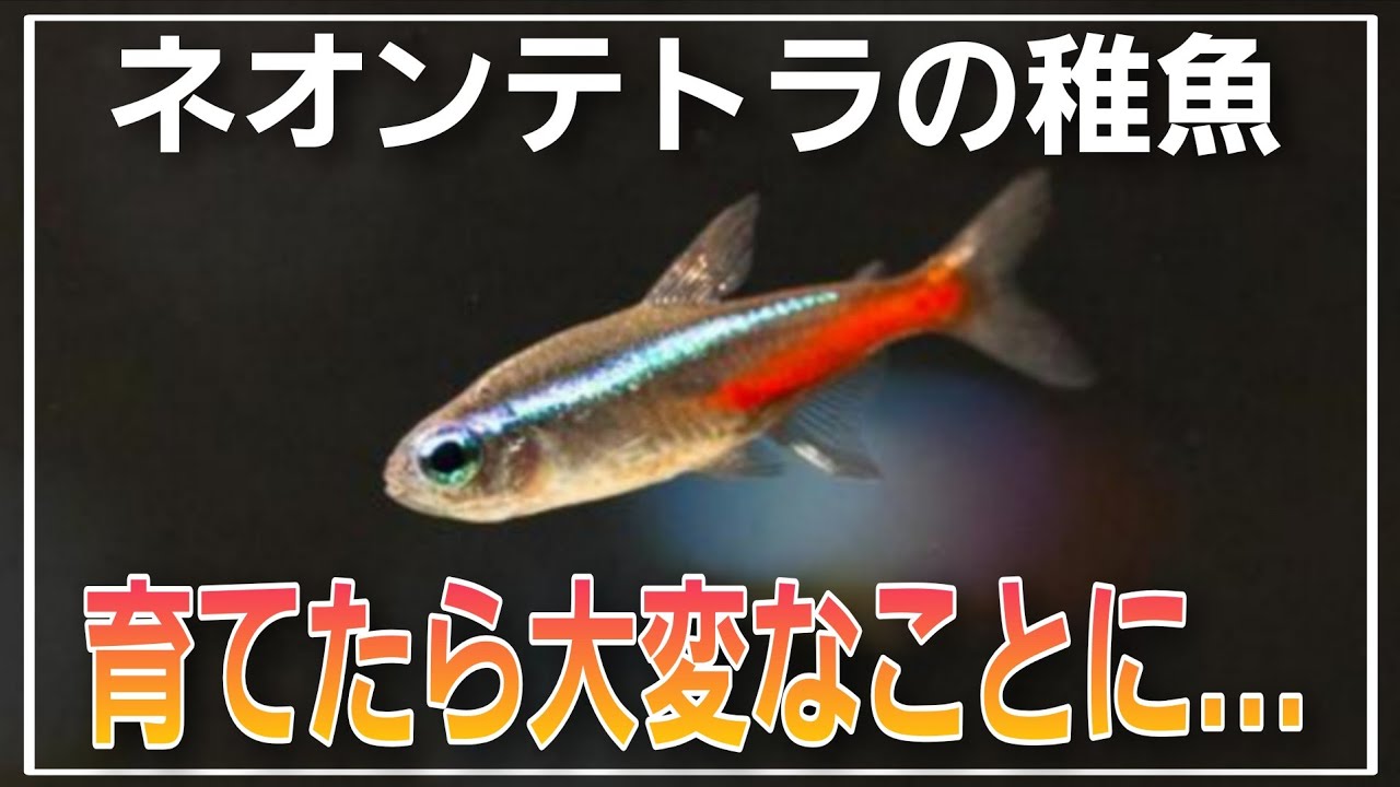 ネオンテトラの稚魚を育てたら大変なことに⁉　aquarium　アクアリウム　熱帯植物　金魚　熱帯魚　水草　流木　メダカ　アロワナ　海水魚