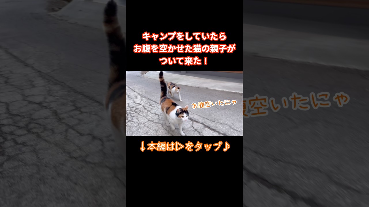 キャンプをしていたらお腹を空かせた猫の親子がついて来た！