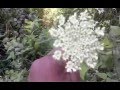 Foraging with The Urban-Abo: Summer Edibles 12 - Wild Carrot (Daucus carota)
